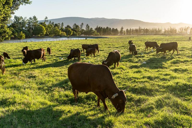 7 Bedroom Property for Sale in Wellington Open Space Western Cape